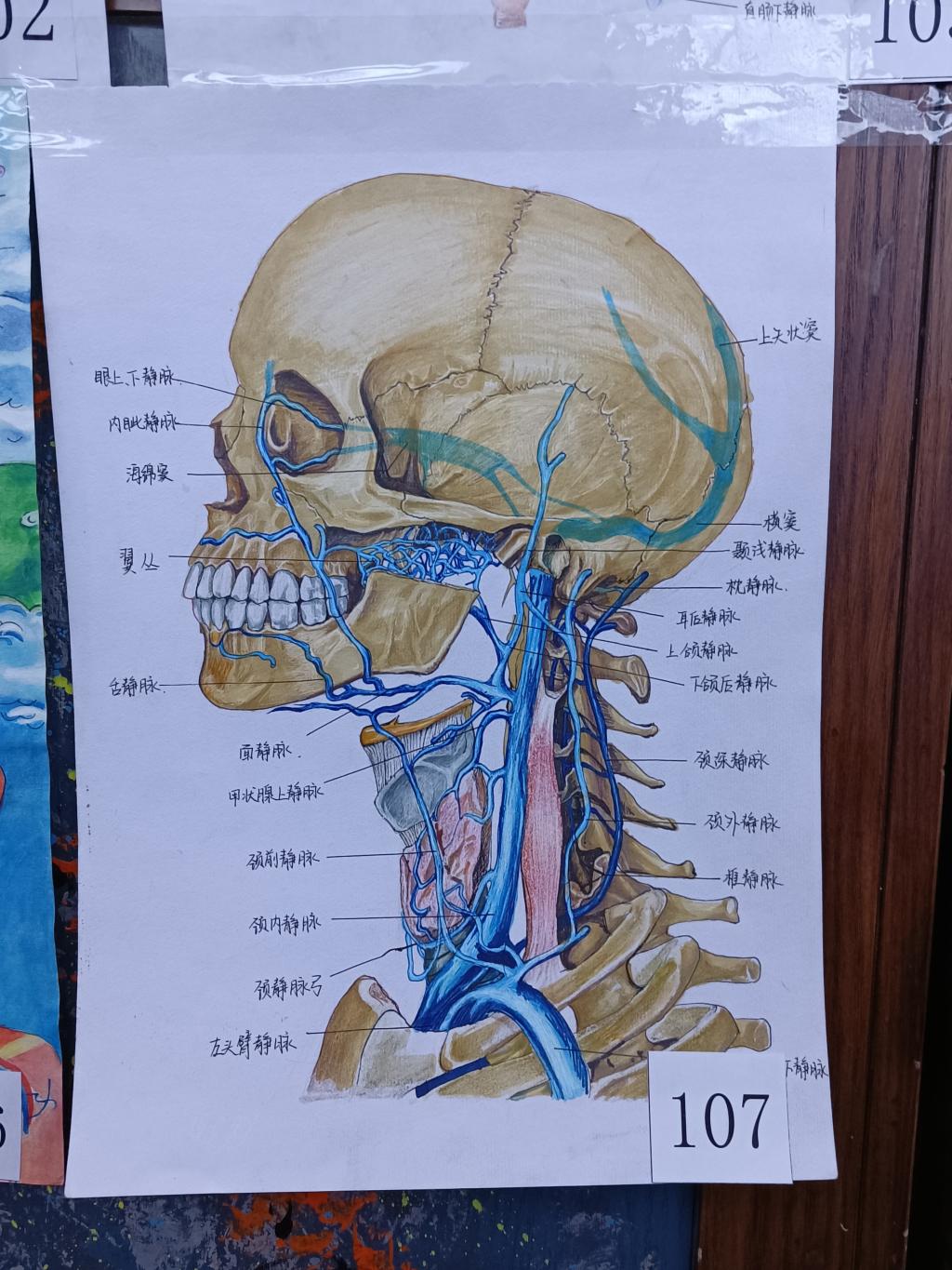 解剖绘图大赛获奖图片图片